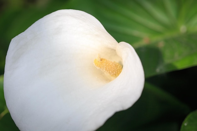 Fiore di Calla Fiore bianco da vicino calla gigli bellissimi fiori bianchi in giardino