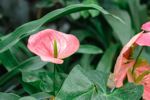 Fiore di Calla o Whitefly nel giardino botanico fiorisce Foto di alta qualità