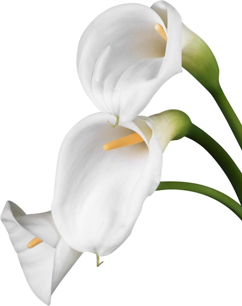 Fiore di calla