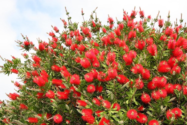 Fiore di callistemon sbocciante in giardino