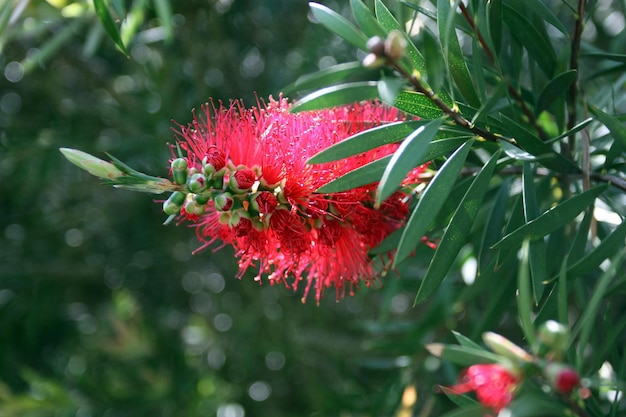 Fiore di callistemon sbocciante in giardino