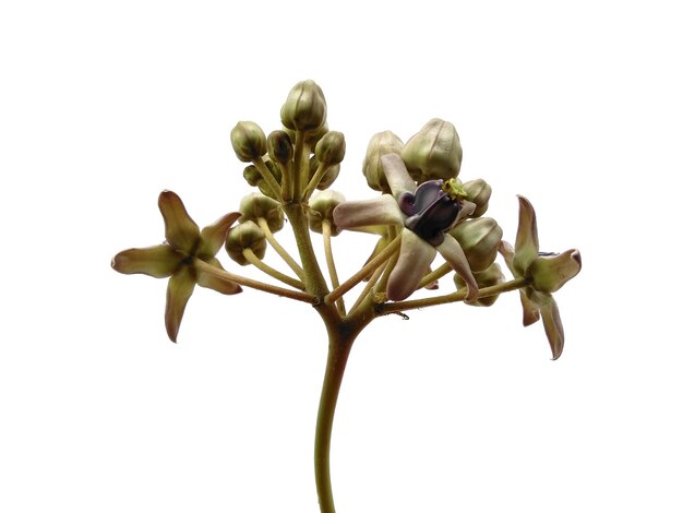 Fiore di Calotropis gigantea o fiore di calotropo gigante isolato su sfondo bianco