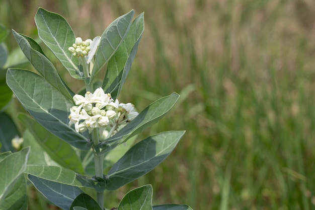 Fiore di Calotropis