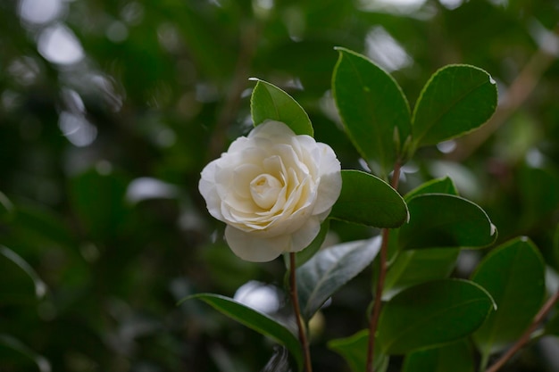 Fiore di camelia bianca in fiore durante la primavera bellissimi fiori nel giardino