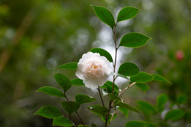 Fiore di camelia bianca in fiore durante la primavera bellissimi fiori nel giardino