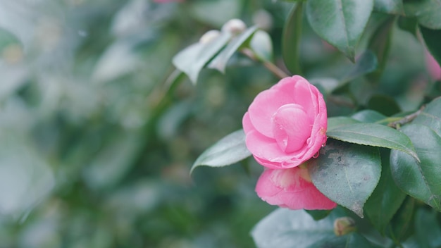 Fiore di camelia rosa in piena fioritura Camelia in fiore nel bel mezzo di un soleggiato giorno di primavera