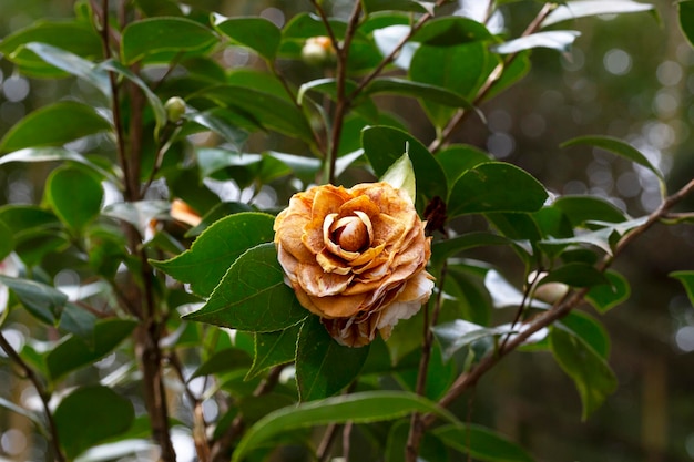 Fiore di camelia sbiadito su un cespuglio dopo uno schiocco freddo il fiore è morto a causa delle gelate in primavera il c