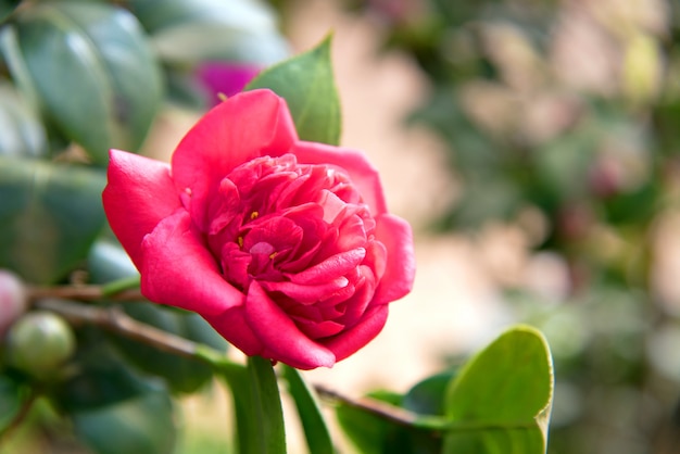 Fiore Di Camelia