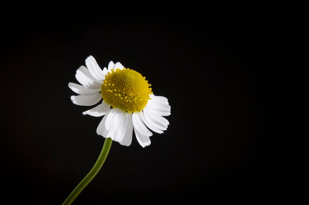 Fiore di camomilla bianco isolato su sfondo nero