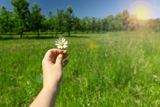 Fiore di camomilla in mani femminili Sullo sfondo un giardino primaverile e un ombrellone