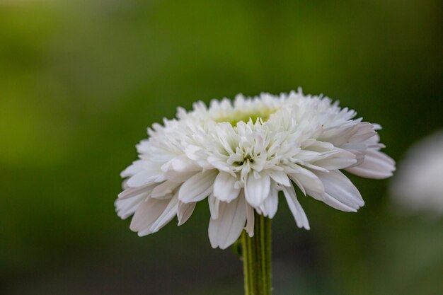 Fiore di camomilla lanuginoso bianco in fiore su sfondo verde in una foto macro di una giornata di sole estivo