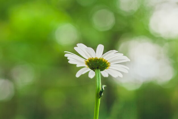 Fiore di camomilla leucanthemum in giardino, fuoco selettivo, sfondo sfocato bokeh, vista dal basso