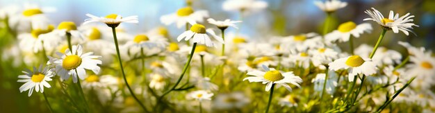 Fiore di camomilla per uno striscione AI generativa