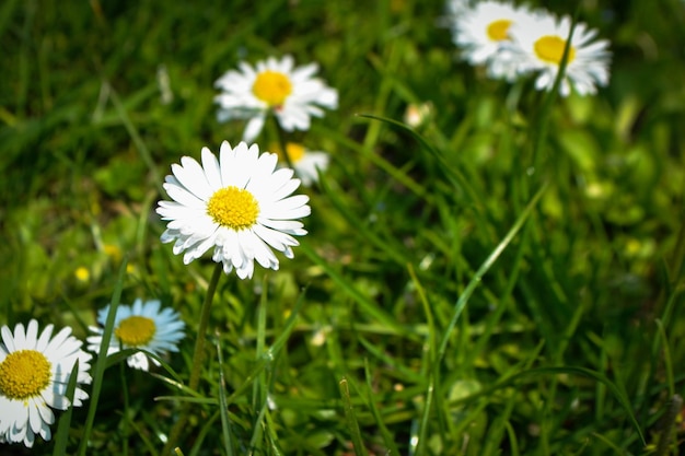 Fiore di camomilla tra erba verde e foglie