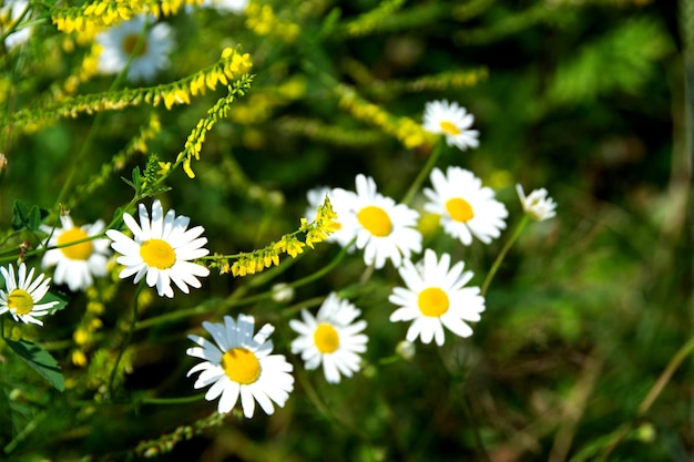 Fiore di camomilla tra l'erba verde e le foglie