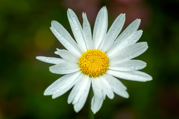 Fiore di camomilla