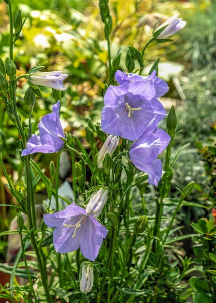 Fiore di campana blu peachleaved su sfondo di foglie verdi