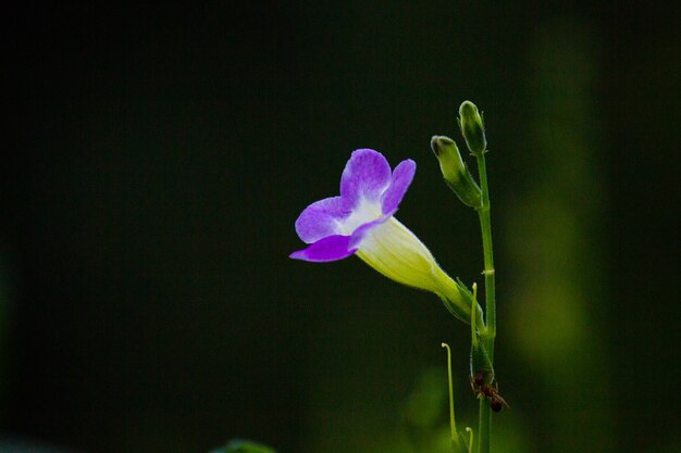 Fiore di campana