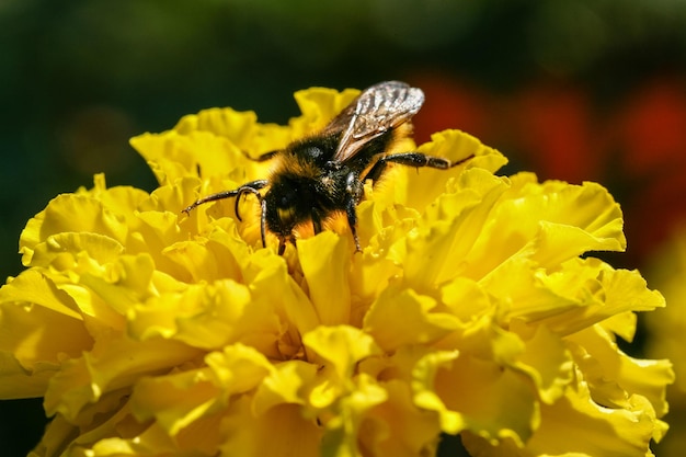 Fiore di campo giallo arancio con un'ape