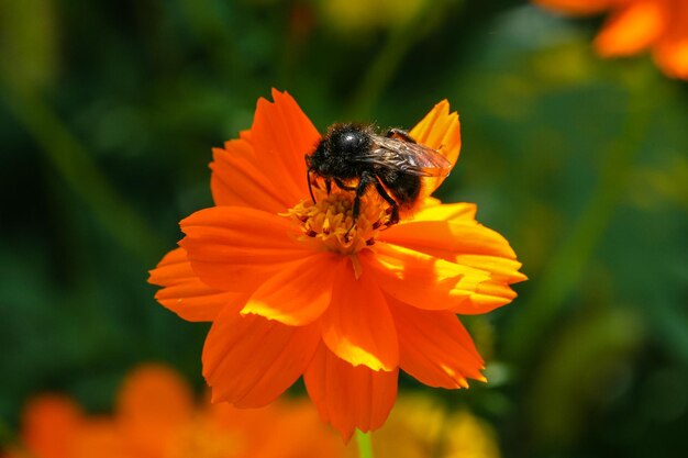 Fiore di campo giallo arancio con un'ape