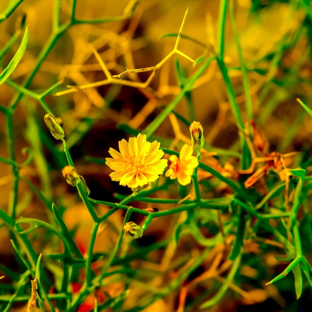 Fiore di campo giallo. Atmosfera primaverile