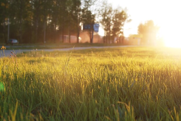 Fiore di campo su un prato verde nell'ora del tramonto serale primaverile