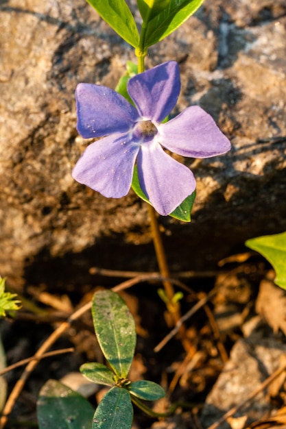 Fiore di campo viola primaverile