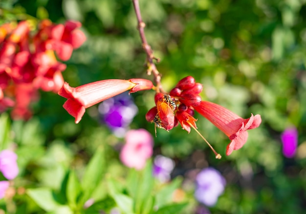 Fiore di campsis di colore rosa che cresce tra le foglie in giardino