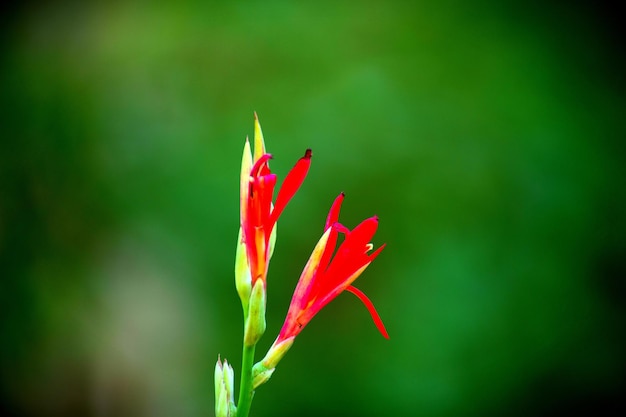 Fiore di Cana Indica noto anche come germoglio indiano in fiore