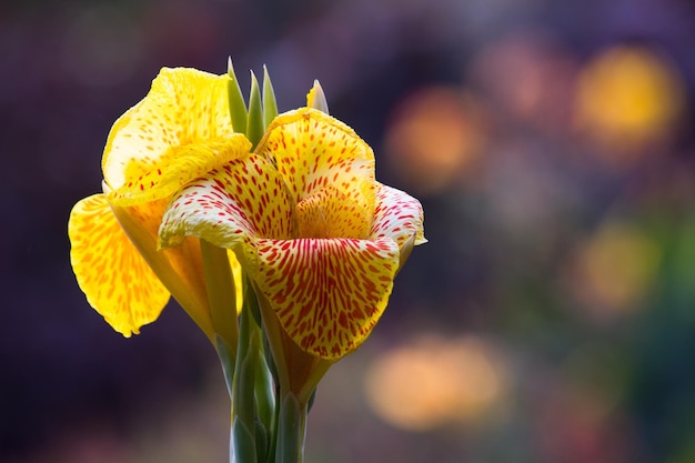 Fiore di Canna Indica o germoglio indiano in giardino con un bel sfondo morbido e bello