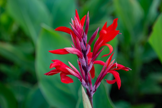 Fiore di Cannes (lat. Cannes) al sole nel giardino estivo. Fiore rosso, Cannes sbocciante sul primo piano dell'aiola.