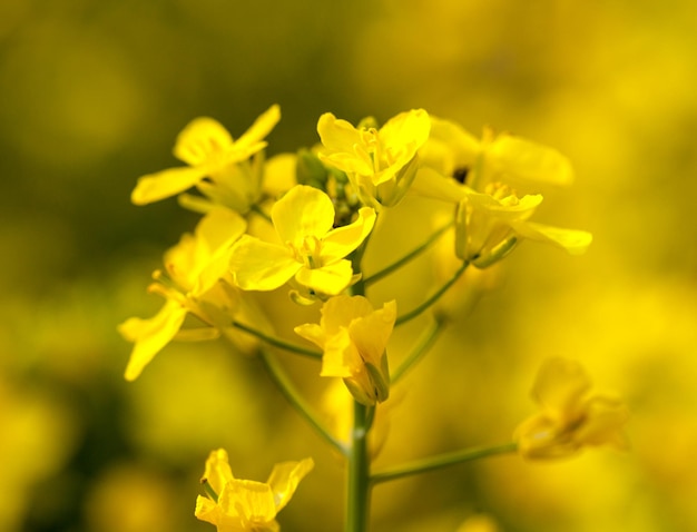 Fiore di canola usato per olio ed energia