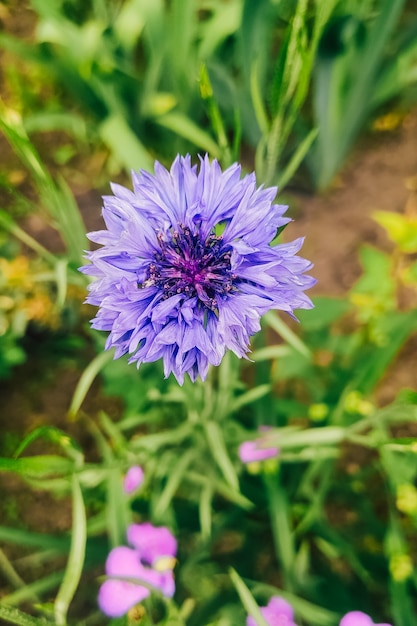 Fiore di capelli blu sullo sfondo del verde in giardino.