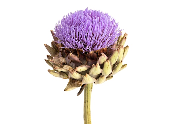 Fiore di carciofo isolato su sfondo bianco. Cynara scolymus