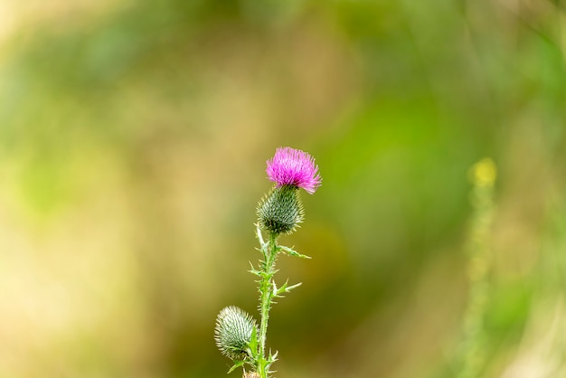 Fiore di cardo come simbolo della Scozia