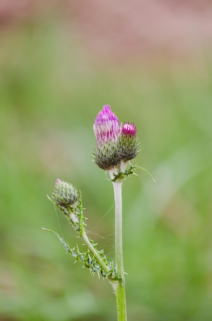 Fiore di cardo in natura Cirsium vulgare