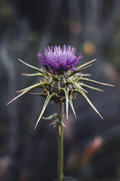 Fiore di cardo isolato