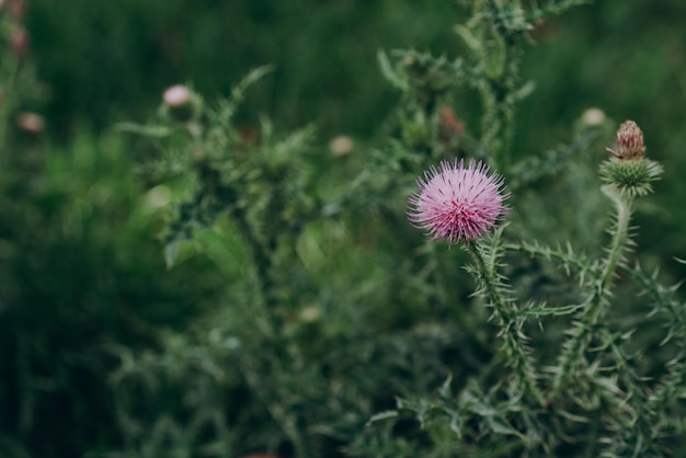 fiore di cardo su sfondo verde, cardo, spazio per il testo