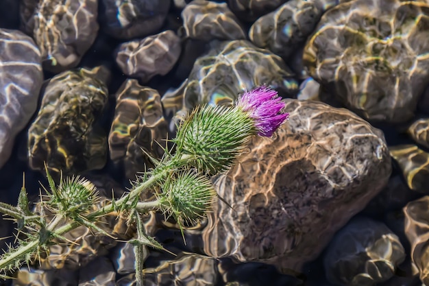 Fiore di cardo sullo sfondo di un primo piano primaverile