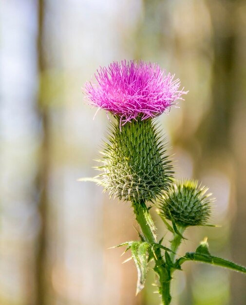 fiore di cardo viola