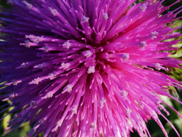 Fiore di cardo