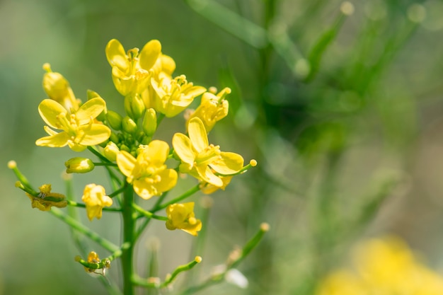 Fiore di cavolo cinese