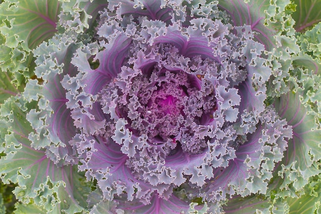 Fiore di cavolo, incredibile pianta frattale naturale.