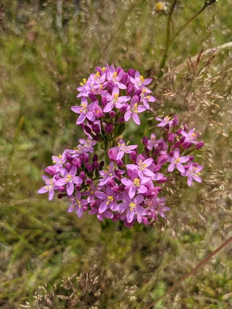 Fiore di centaurium con erba e grano che lo circondano