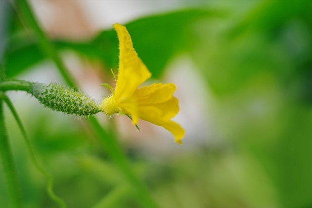 Fiore di cetriolo giallo. Pianta di cetriolo con un'ovaia. Concetto verde.