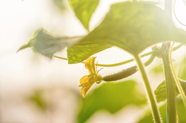 Fiore di cetriolo giovane ortaggio biologico fresco