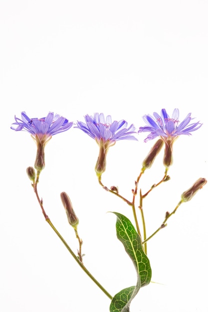 Fiore di cicoria Cichorium intybus primo piano isolato su sfondo bianco