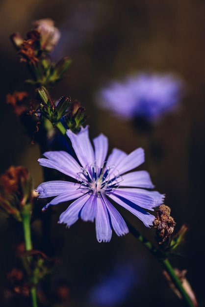 Fiore di cicoria comune