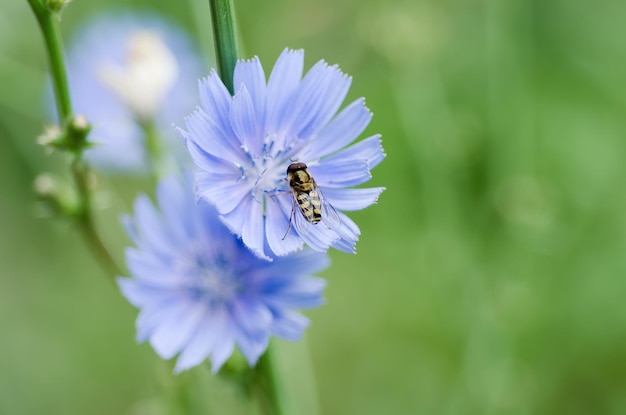 Fiore di cicoria in natura