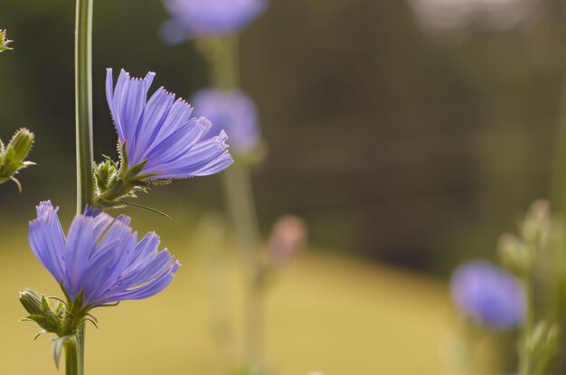 Fiore di cicoria in natura